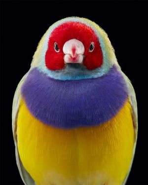 Красочные портреты необычных и исчезающих птиц в фотопроекте Тима Флэка