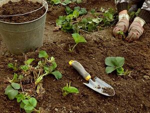 После чего лучше сажать клубнику осенью и весной: правила севооборота и соседства