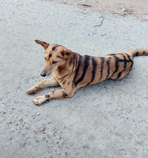 Индийский фермер перекрасил свою собаку в тигра, хотя мало кто верил, что это поможет