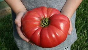 Самые крупные сорта томатов