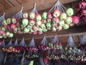 Яблоки на веревочках: как хранить и немного про сорта