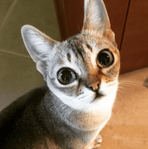Сингапурская кошка с огромными «космическими» глазами живет в доме Агутина и Варум