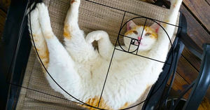 10 последовательностей Фибоначчи в доказательство того, что коты идеальны.