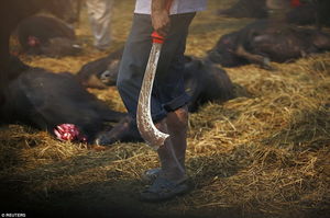 До 300 000 животных убивают во время религиозного фестиваля в Непале