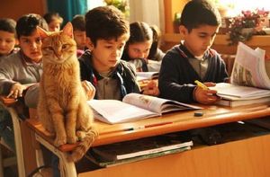 Ученики полюбили кота всей душой, но директор был против его пребывания в школе. И тогда вмешалась учительница