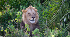Огромный лев сначала напугал фотографа ревом - а потом стал ему улыбаться
