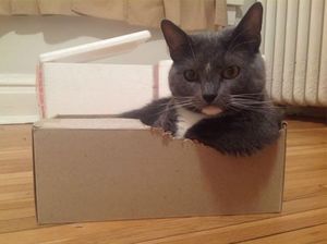 Почему кошки так любят сидеть в коробках (9 фото)