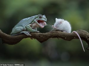 Лягушка передумала есть мышку и решила с ней подружится