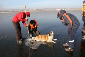 Невероятное спасение вмёрзшей в лед собаки!