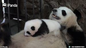 Очаровательное видео: мама-панда убаюкивает своего детеныша