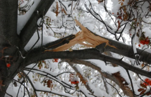 Если ветка сломалась: нужно ли ремонтировать дерево зимой…
