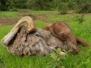 Слоненок-сирота, потерявший маму, каждый день обнимает страуса