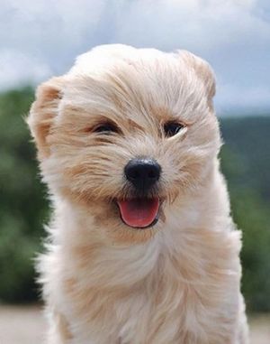 Спасенный пес обожает гулять в ветреный день и показывает хозяйке язык во время фотосессии