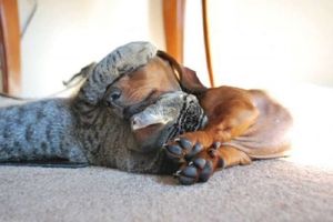 Нежная дружба между кошкой и собакой (15 фото)