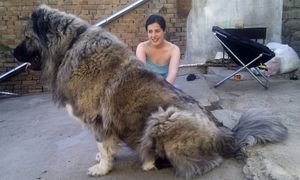 20+ человек, которые хотели завести собаку, а получили гигантского шерстяного волчару