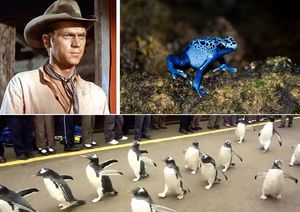 10 интересных фактов: от парада пингвинов, смещения континентов и заканчивая русской рулеткой