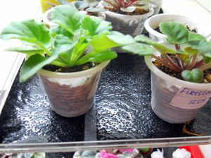 Поливочные маты – идеальный способ полива растений в горшках