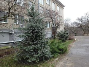 В ботаническом саду Ростова ёлку "украсили" колючей проволокой, чтобы её не украли.