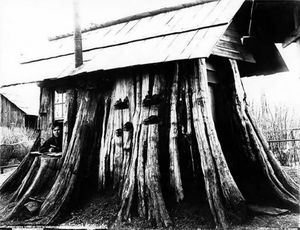Гигантские пни-дома в Америке XIX века