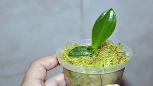 Способ размножения орхидеи без паст и гормонов