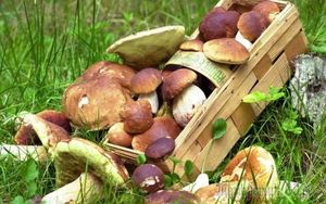 Как вырастить лесные грибы на даче?!