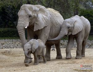 Пост слонов