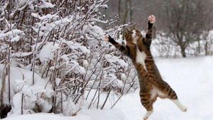 Потешные коты, которые уже открыли зимний сезон