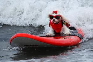 Соревнования по сёрфингу среди собак в фотографиях