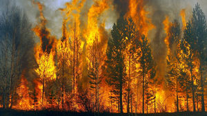 Сколько леса сгорело на планете за 2019 год: ученые представили пугающее видео
