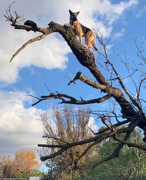 В азарте погони за кошкой овчарка сама не заметила, как забралась на верхушку дерева