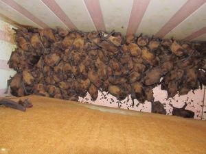 Стая летучих мышей на балконе жилого дома (4 фото)