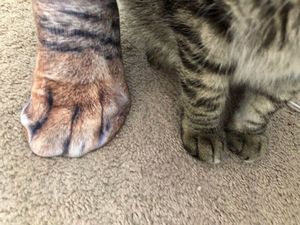 Носки, сбивающие кошек с толку (21 фото)