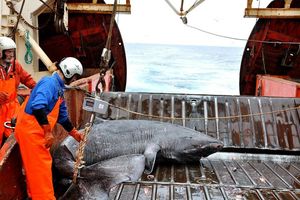 205 Аквариумные рыбки 2476 subscribers Рыбаки случайно выловили самое старое позвоночное животное, возраст которого 392 года