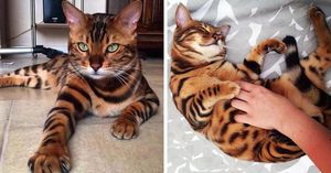 Знакомьтесь, бенгальский кот по кличке Тор с идеально красивой шерсткой  (11 фото)
