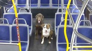 Водитель автобуса помогла вернуться домой двум потерявшимся собакам