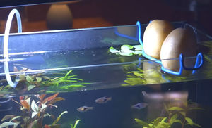 Выращиваем картошку в аквариуме с рыбой