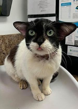 «Кошка Йода»: мурлыка, поразившая пользователей Интернета своей мордочкой и ушами, ищет дом