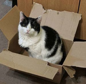 Морда кошки вытянулась от обиды и возмущения, когда она увидела, что в ее картонной коробке кто-то сидит
