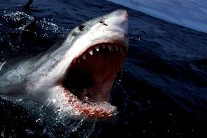 Почему акула макко, никогда не замерзает и является самой быстрой акулой в мире