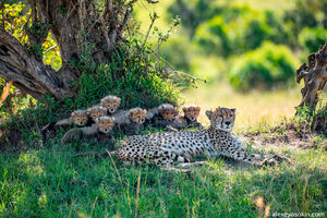Самка гепарда родила семерых детёнышей в национальном парке Масаи-Мара