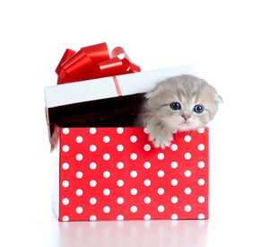 Тайна века: почему кошки так любят коробки?