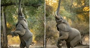 Слон демонстрирует чудеса акробатики ради сочных листьев