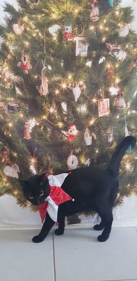 Классика: кошка не может «отстать» от новогодней ёлки, хотя она просто нарисованная