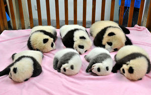 Детский сад для панд существует. И это самое милое место на планете))