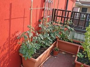 Любителям выращивать овощи на балконе: как сделать, чтобы посадки росли прямо