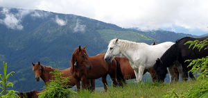 20 фото самых красивых коней в Карпатах