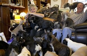 Семейная пара живет с 41 собакой