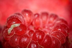 Что делать если в ягодах малины много червяков