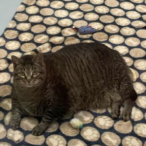Толстый кот знает, что новогодние праздники — повод прибавить ещё пару сантиметров в талии