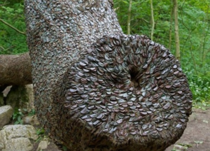 Необычное дерево полное монет было обнаружено в английских лесах